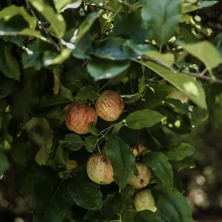 Ferienhaus Saramagoso